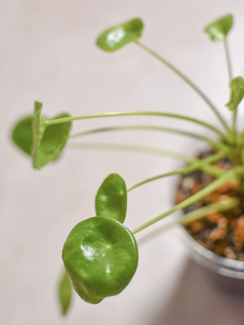 Pilea peperomioide – Image 5