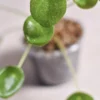 bouture-plante-pilea-peperomioide-feuille-2 Pilea peperomioide
