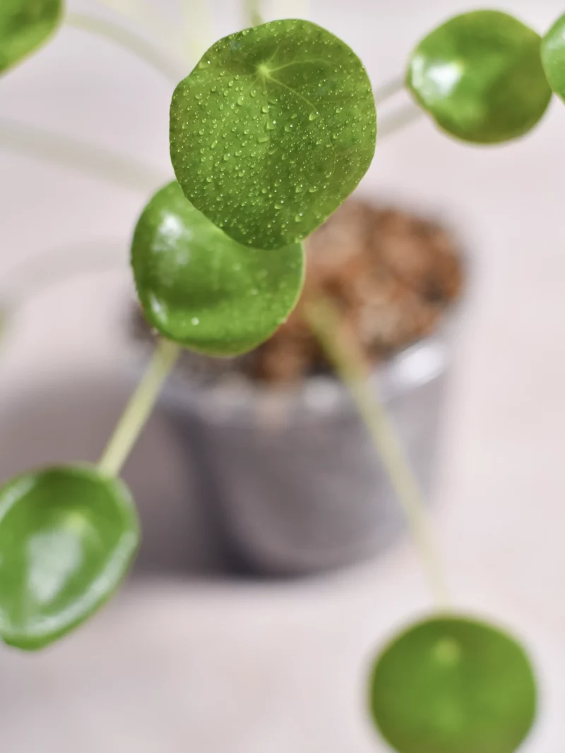 Pilea peperomioide – Image 3