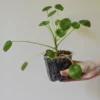 bouture-plante-pilea-peperomioide-main-pot Pilea peperomioide
