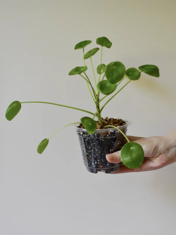 bouture-plante-pilea-peperomioide-main-pot Pilea peperomioide