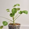 bouture-plante-pilea-peperomioide-pot-feuille Pilea peperomioide