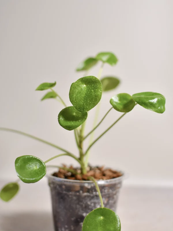 bouture-plante-pilea-peperomioide-pot-feuille Pilea peperomioide