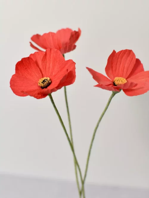 Fleur de cosmos rouge pastel