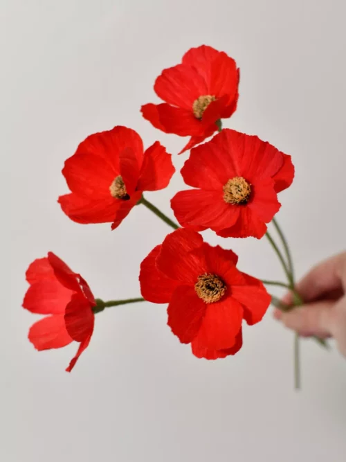 Fleur de cosmos rouge intense