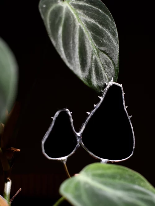 Vitrail champignon noir