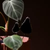 Vitrail champignon noir