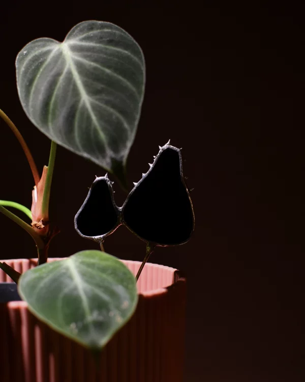 Vitrail champignon noir