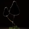 Vitrail champignon noir
