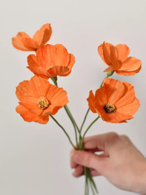 Fleur de cosmos orange