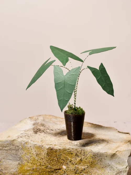 Mini plante Alocasia Zebrina