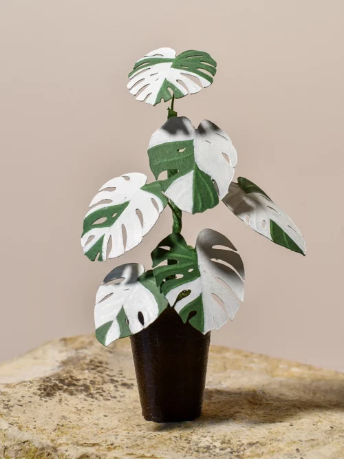 Mini plante Monstera Deliciosa Variegata