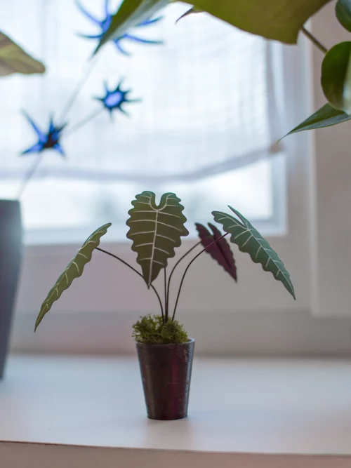 Mini plante Alocasia Polly