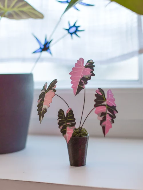 Mini plante Alocasia Polly Dark Variegata Rose