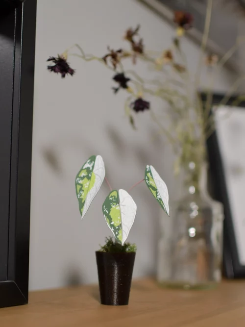 Mini plante Alocasia Scalprum Variegata