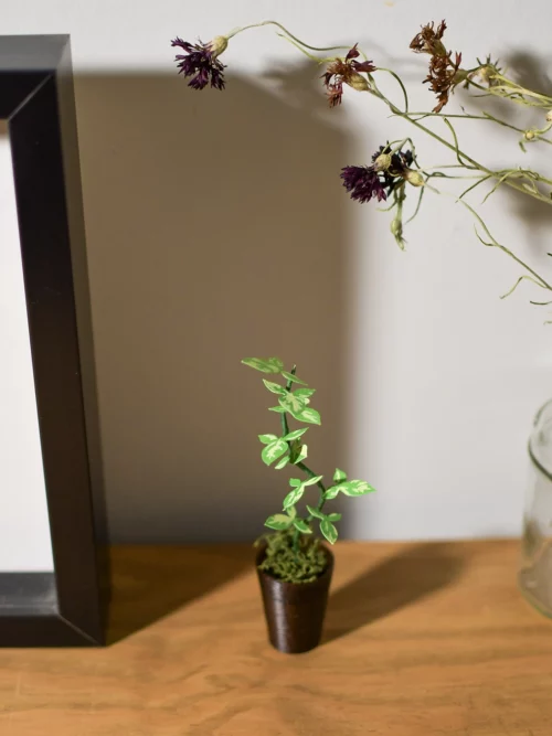 Mini plante Syngonium Aurea