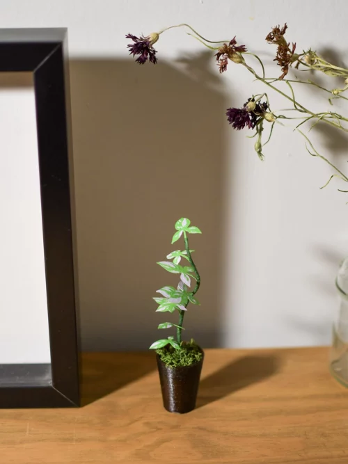 Mini plante Syngonium Pink Splash