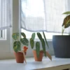 Mini plante en papier Pack Anthurium Lover