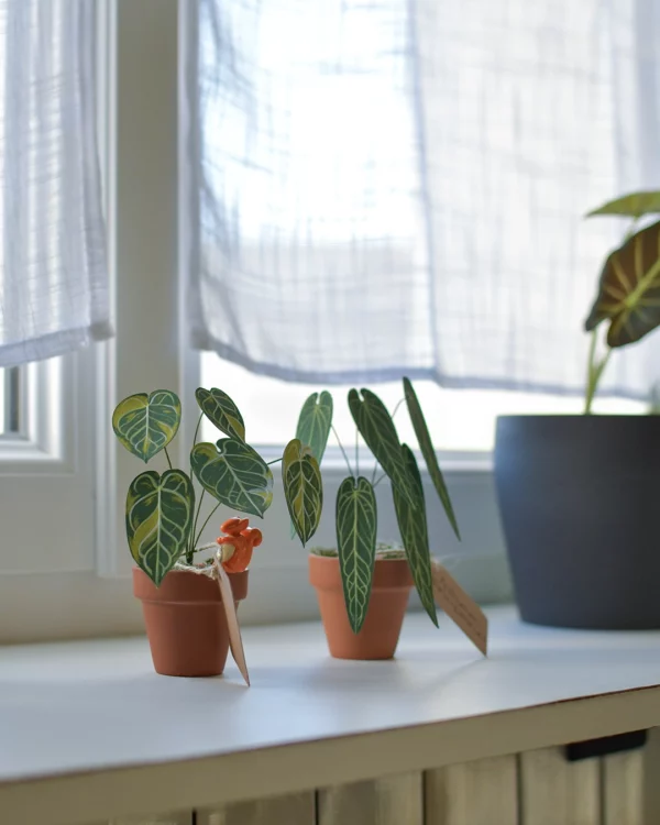 Mini plante en papier Pack Anthurium Lover