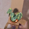 Mini plante en papier Pack Anthurium Lover