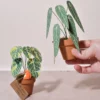 Mini plante en papier Pack Anthurium Lover