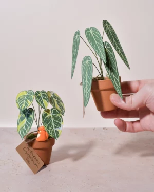 Mini plante en papier Pack Anthurium Lover