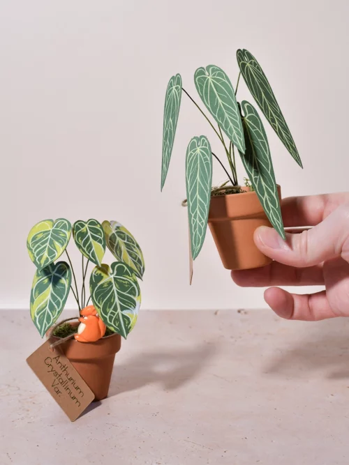 Mini plante en papier Pack Anthurium Lover