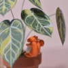 Mini plante en papier Pack Anthurium Lover