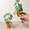 Solnae-mini-plante-pack-mini-jungle-presentation mini plantes en pot terre cuite
