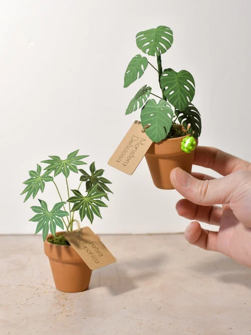 mini plantes en pot terre cuite