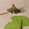 Ginkgo-nintai-collier-presentation-vert Vitrail Collier Ginkyo Nintai vert