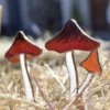 Vitrail Champignon chapeau de sorcière - Le Grand