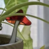 Vitrail Champignon chapeau de sorcière