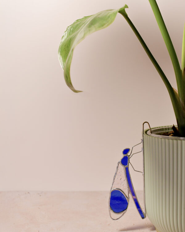 Vitrail Demoiselle (à planter)