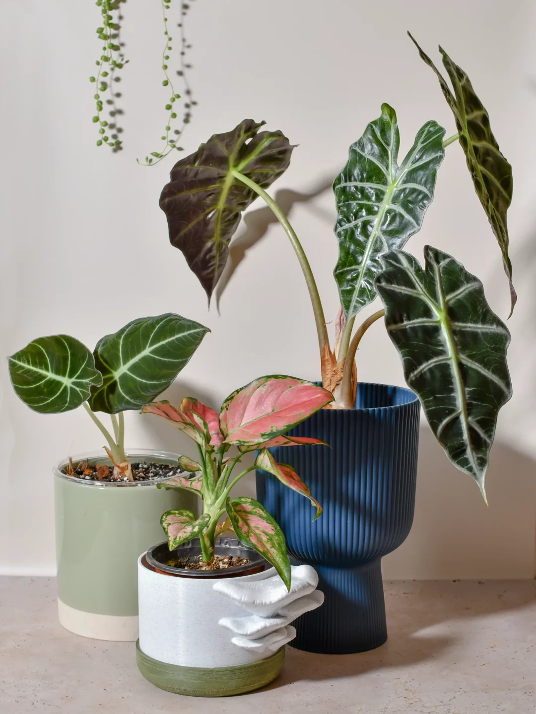 Packshot-plantes-site-accueil