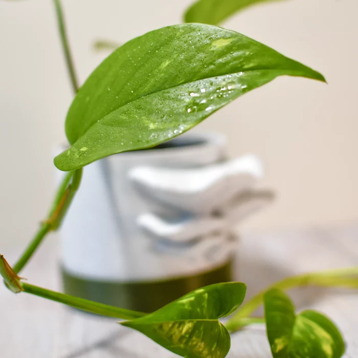 fiche-info-pothos-golden