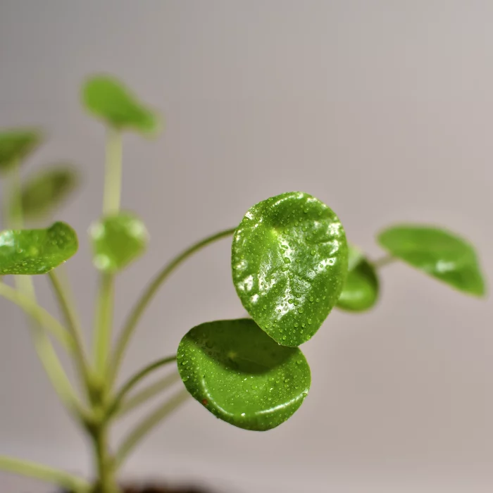 fiche-infos-pilea-pepeormioide