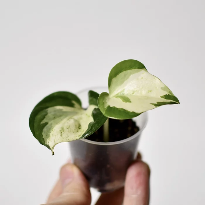 pothos-manjula-epipremnum-aureum-boutures-packshot-main2
